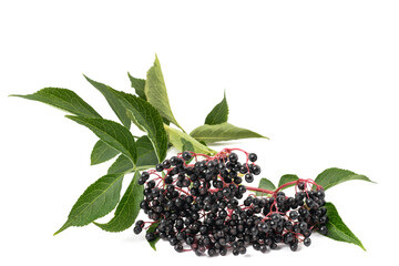  Elderberry Branch with berries