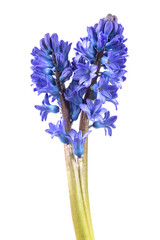 Blue hyacinth