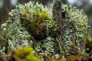 Colony of tiny green Pixie Cup Lichens, some with water droplets in the cup on top, growing on a stump in the Palatinate forest of Germany on a wet fall day.
