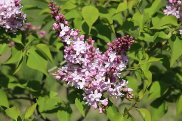 lush bush of blooming lilac close up background