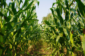 Corn field close up. Selective focus. Green Maize Corn Field Plantation in Summer Agricultural Season. Close up of corn on the cob in a field.