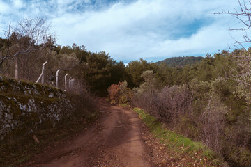 path in the woods, summer time , peaceful tracking road at island