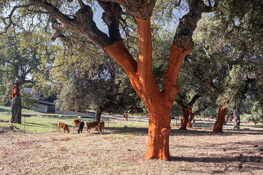 Oak and cork oak harvested for cork harvesting in Spain
