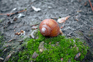 Snail on a stone covered with moss. Brown snail shell on green moss - Powered by Adobe