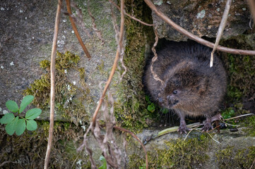 British Water Vole on rocks