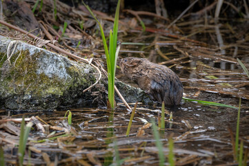 British Water vole wet swimming