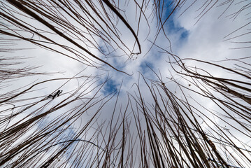 Wicker industry and agriculture, wicker plant close up