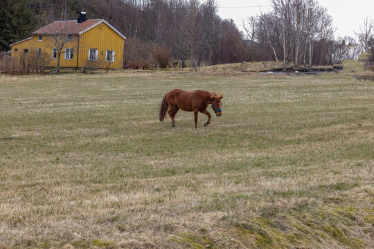 Horses in a field ,Northern Norway,scandinavia,Europe