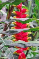 Costa Rica- A Beautiful Wild Heliconia (Heliconiaceae) in the Jungle