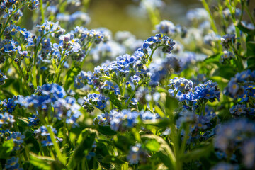 Blue forget-me-not flower in sunny spring garden	
