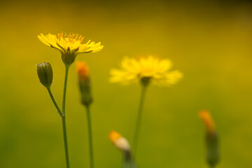 Fototapeta premium Impressive background photo of yellow wildflower in selective focus. A blend of yellow and green. Yellow wild flower in dreamland.