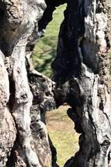 arbre en premier plan avec des trous