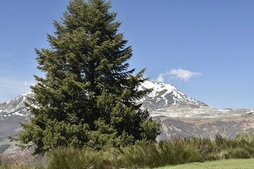 paysage de montagne avec arbre en premier plan et montagne enneigée