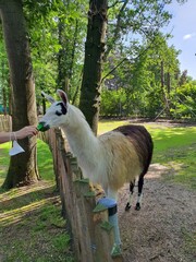 llama in the zoo © Kanjana