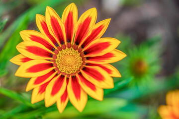 Gazania