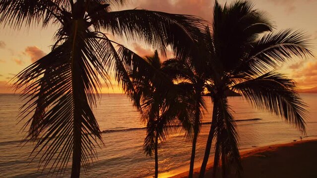 close up of palm trees from drone at sunrise in Hawaii 