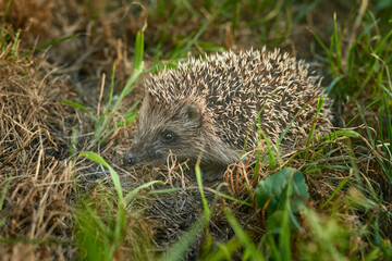 Cute wilde young hedgehog in the grass.
