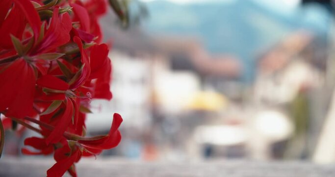 red flowers close up with a blurred european old town in the backround