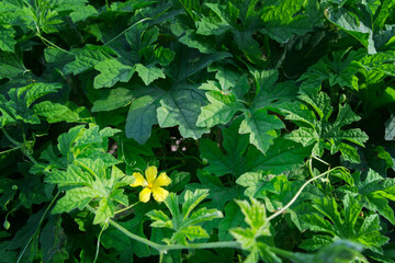 Bitter gourd flower and green leaves in the vegetable garden.