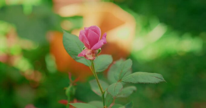 Green leaves pink rose in a garden