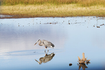great blue heron with small fish in its beak.