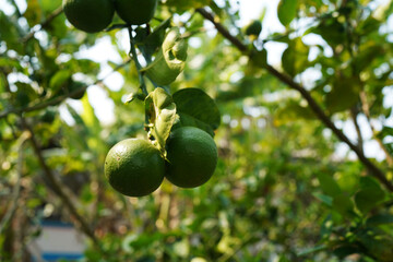 Close up detail lime green, lime green in the garden. Fresh green lemon limes on tree in organic garden.