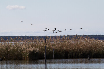 Canada geese in flight over marshland