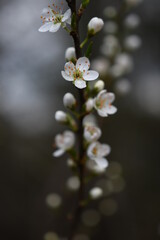 kwiaty jabłoni © Kasia R.