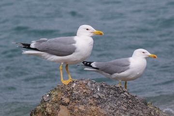 Fototapeta na wymiar Caspian Gull