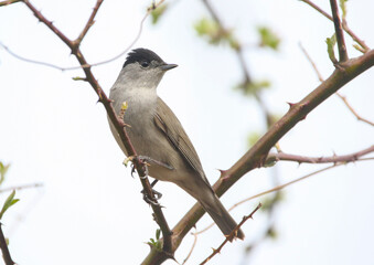Blackcap