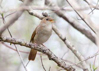 Common Nightingale