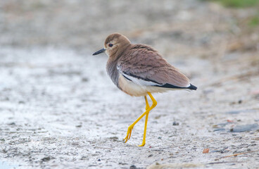White-tailed Lapwing