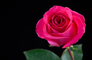 Fototapeta premium image of flower dark background