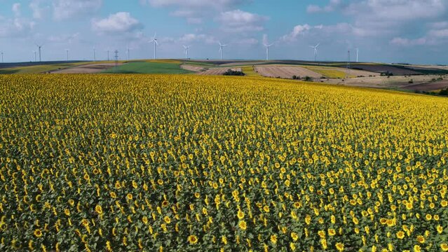 An aerial capture over sunflower fields while wind tribunes are working calmly far at background.  