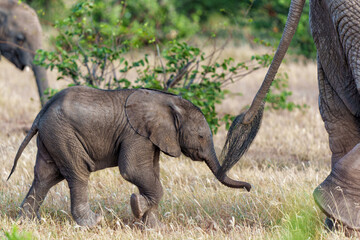 Elephant calf is very playful in Mashatu Game Reserve in the Tuli Block in Botswana   