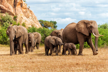 Elephant herd walking in Mashatu Game Reserve in the Tuli Block in Botswana                         - obrazy, fototapety, plakaty