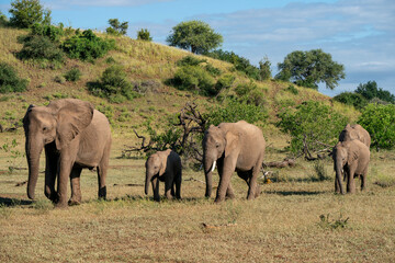 Fototapeta na wymiar Elephant herd walking in Mashatu Game Reserve in the Tuli Block in Botswana 