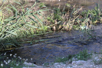 Obraz premium grass and water