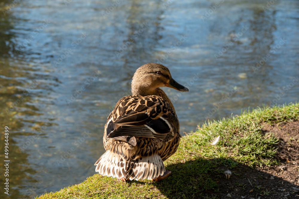 Canvas Prints pretty female mallard duck sitting at the edge of the river