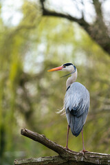 Reiher Vogel steht auf einem Stamm 