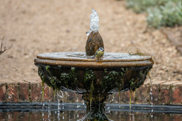 beautiful blue tit perched on a water fountain