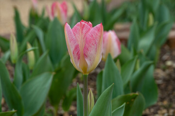 beautiful pink and white tulip