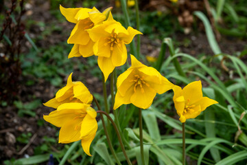 Fototapeta premium yellow lemon scented flowers of the wild tulip tulipa sylvestris