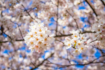cherry tree blossom