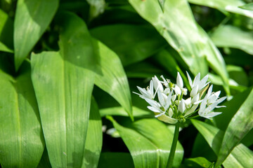 wild garlic growing in the spring sunshine