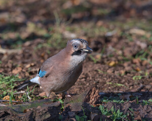 Eurasian jay looking for food a round the woodland floor.