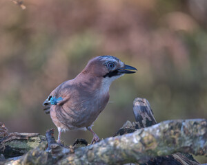Eurasian jay looking for food a round the woodland floor.