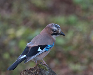 Eurasian jay looking for food a round the woodland floor.