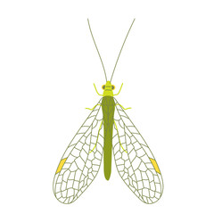 One green golden-eyed with open wings. Cute unusual insects. Flat lay. Vector illustration isolated on a white background