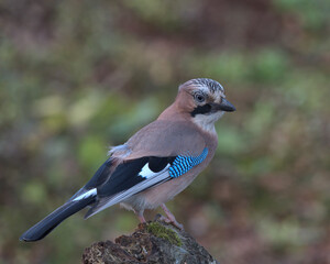 Eurasian jay looking for food a round the woodland floor.